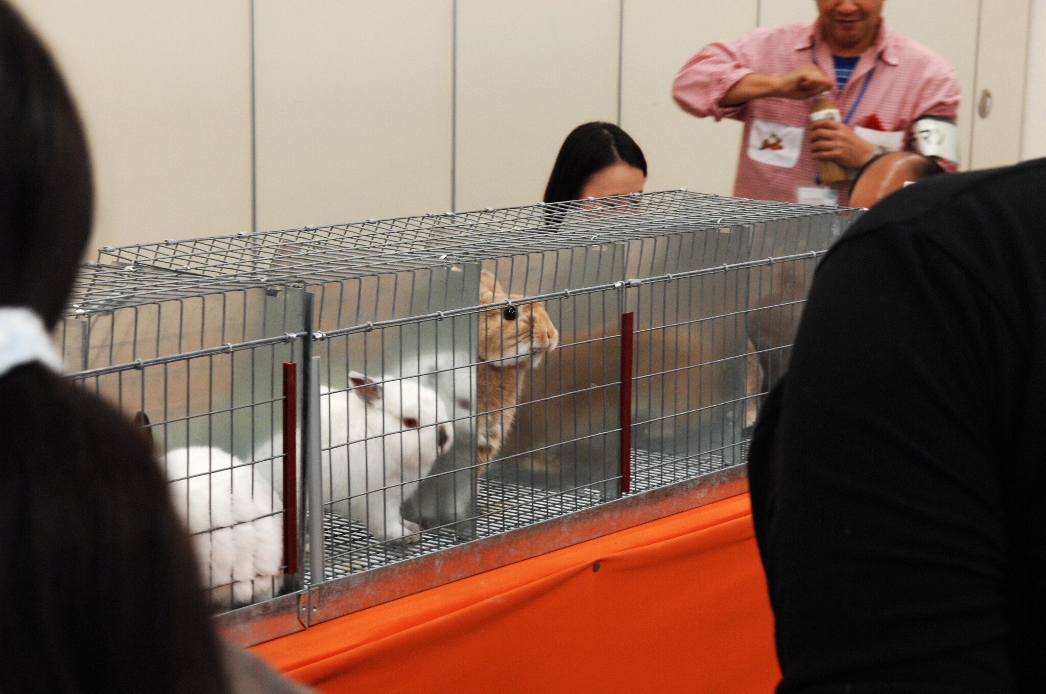 ネザーランドドワーフ みるくの写真 - DSC_1588.JPG