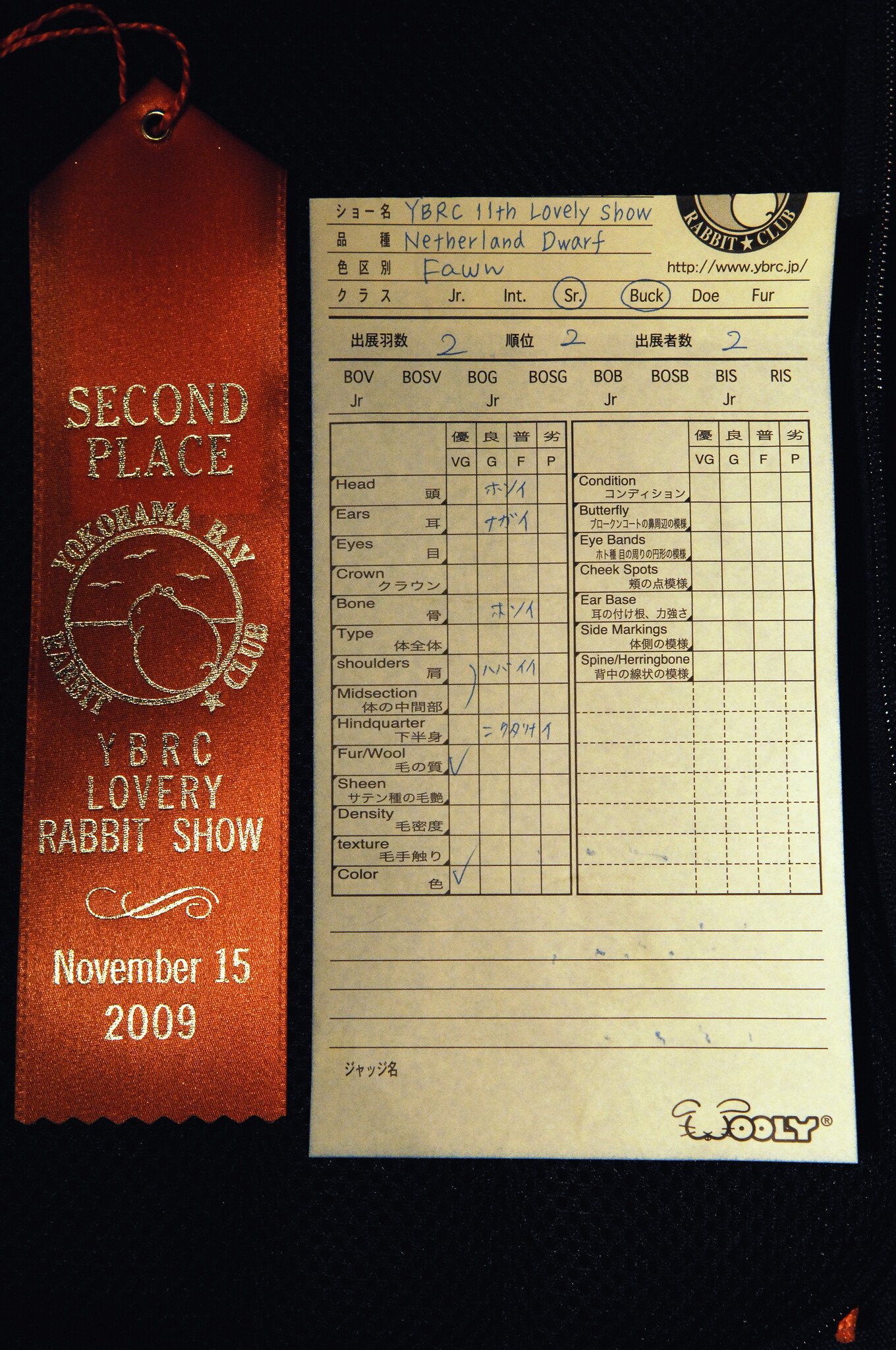 ネザーランドドワーフ みるくの写真 - DSC_1734.JPG