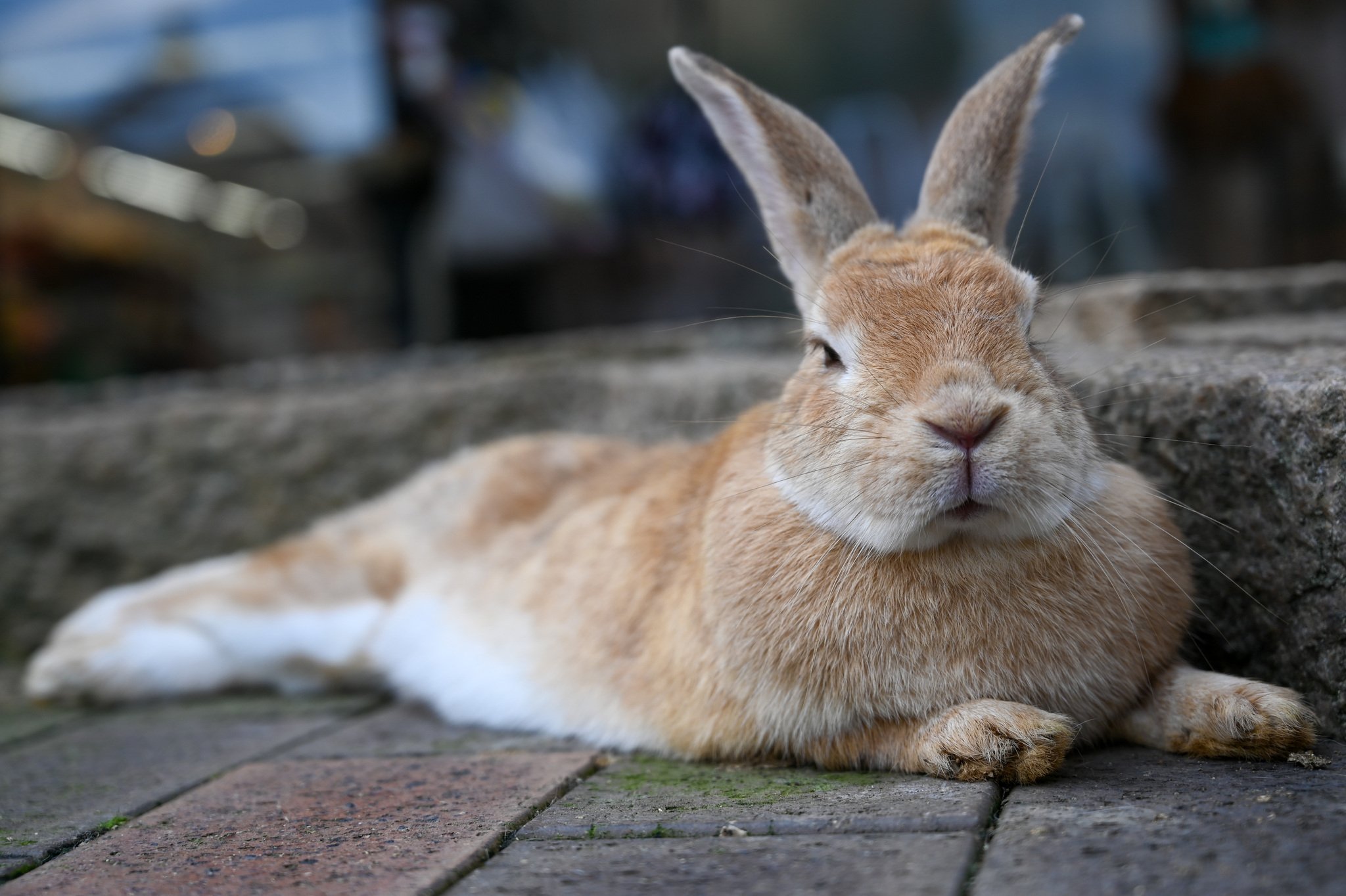 ネザーランドドワーフ みるくの写真 - DSC_2705.jpg