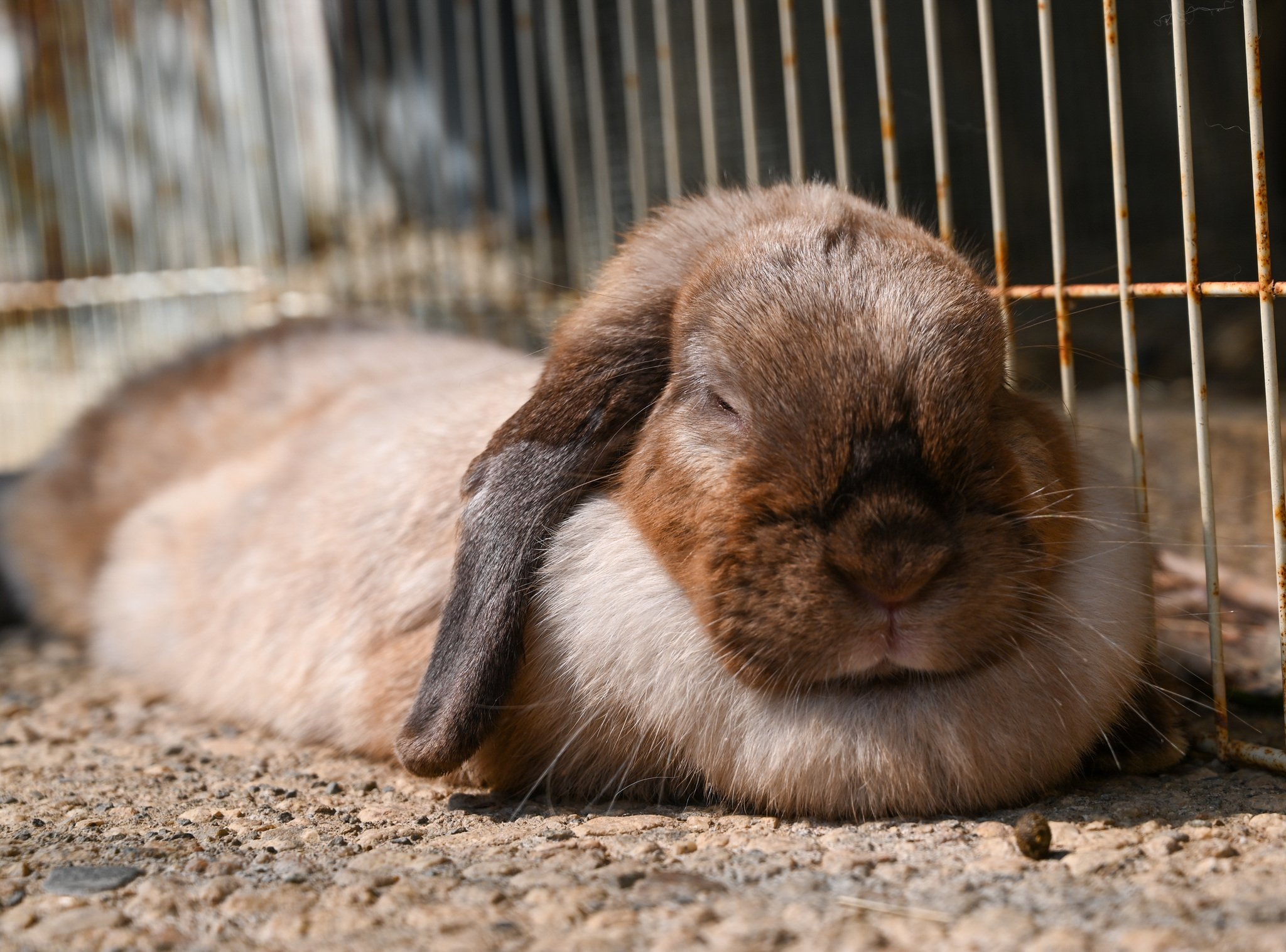 ネザーランドドワーフ みるくの写真 - DSC_2706.jpg