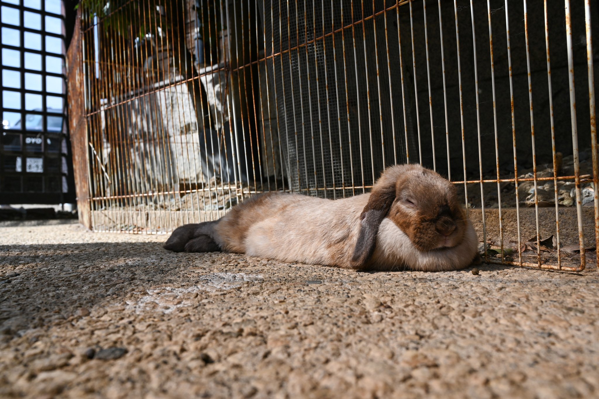 ネザーランドドワーフ みるくの写真 - DSC_2708.jpg