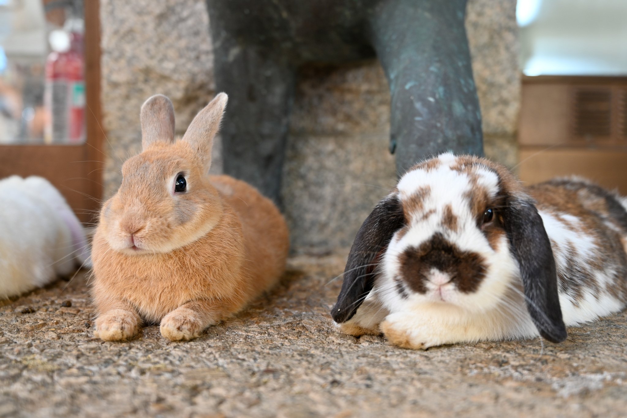 ネザーランドドワーフ みるくの写真 - DSC_2709.jpg