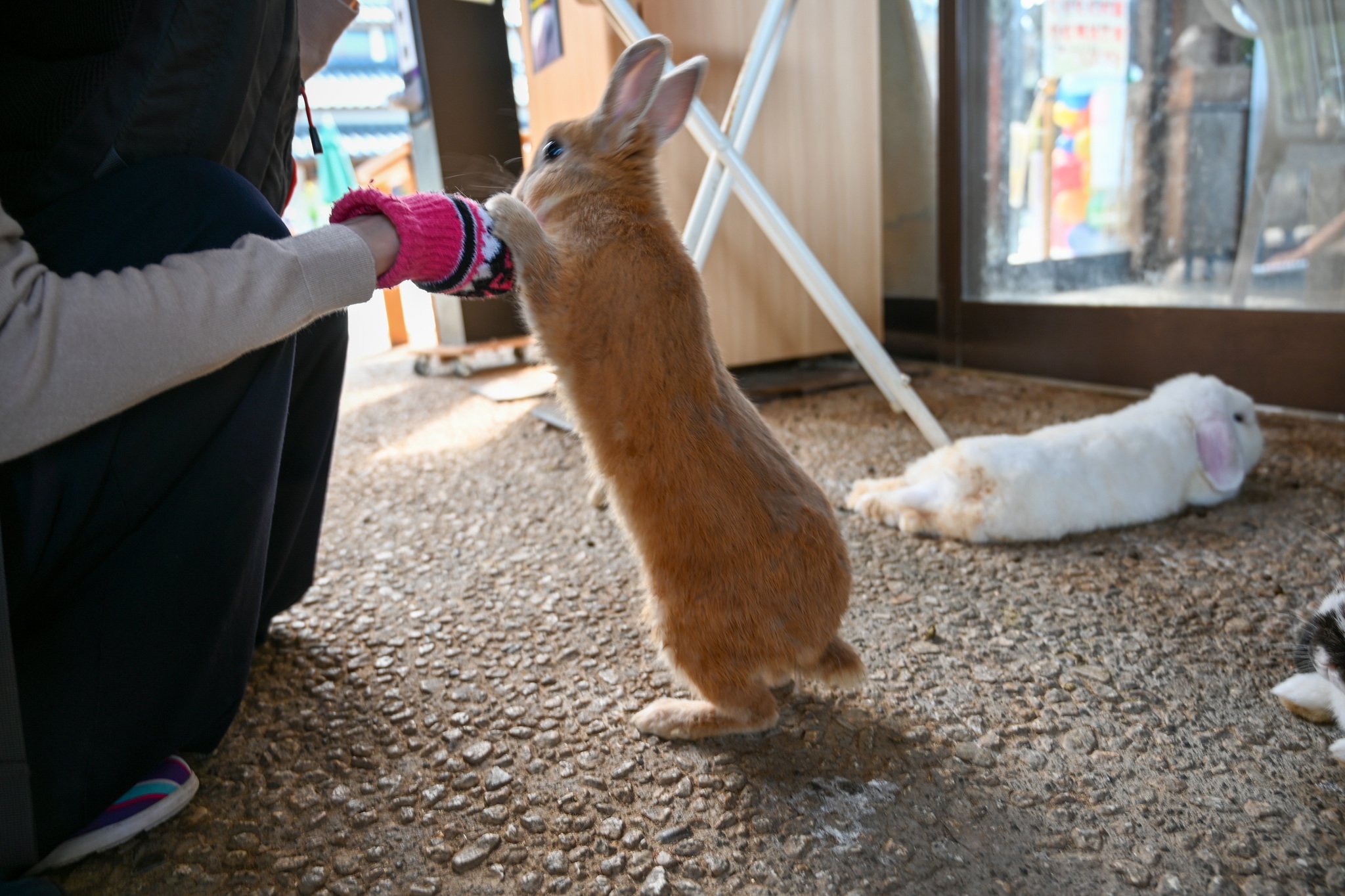 ネザーランドドワーフ みるくの写真 - DSC_2713.jpg