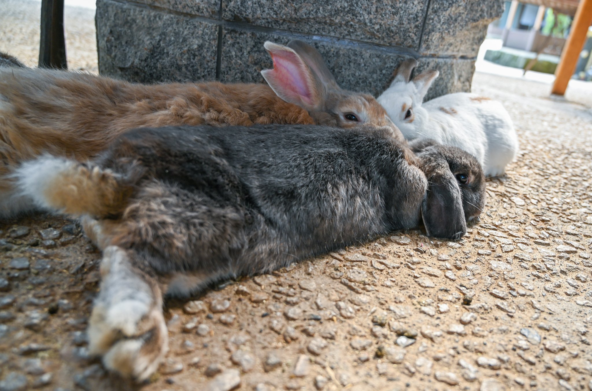 ネザーランドドワーフ みるくの写真 - DSC_2721.jpg