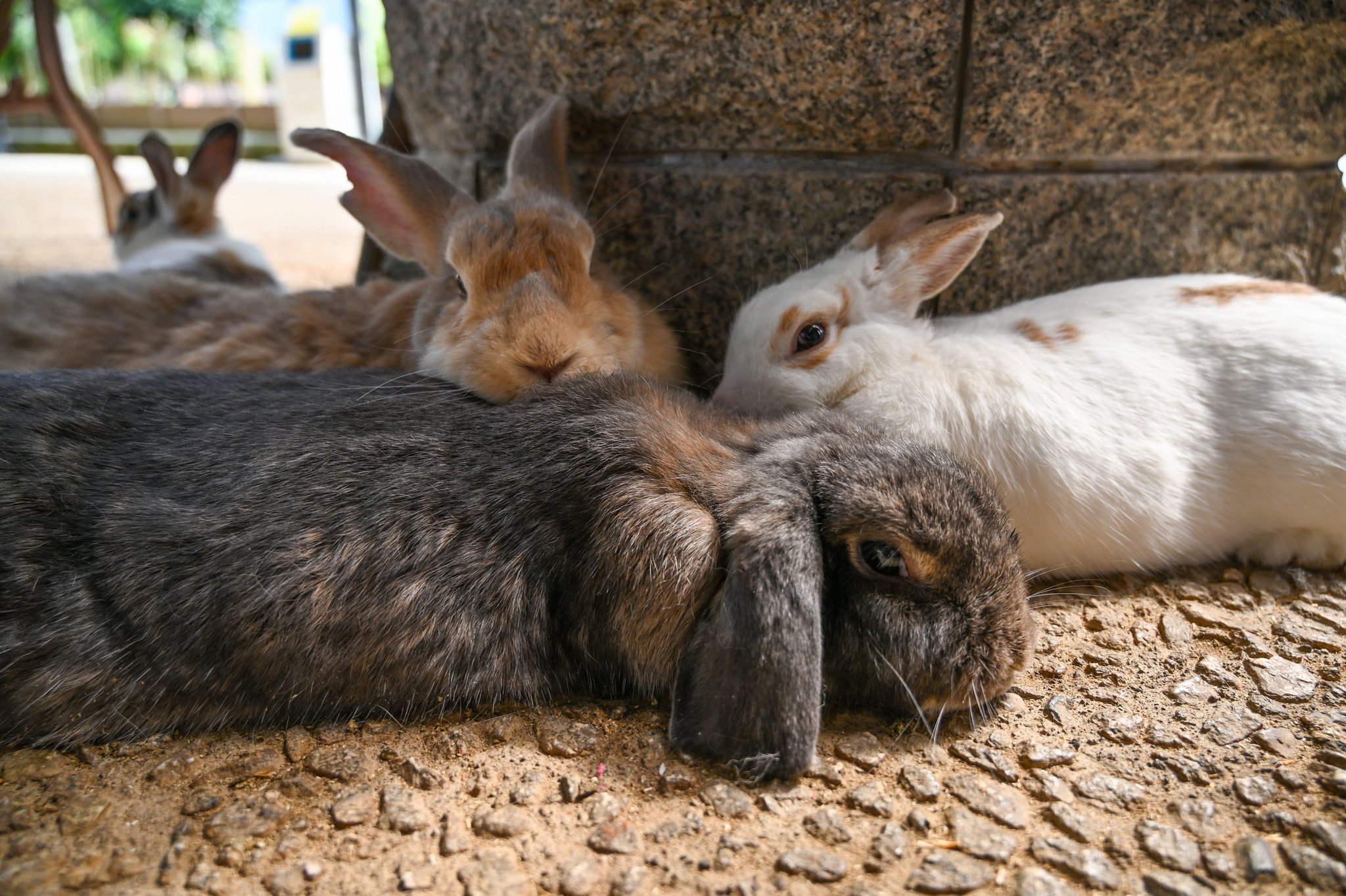 ネザーランドドワーフ みるくの写真 - DSC_2722.jpg