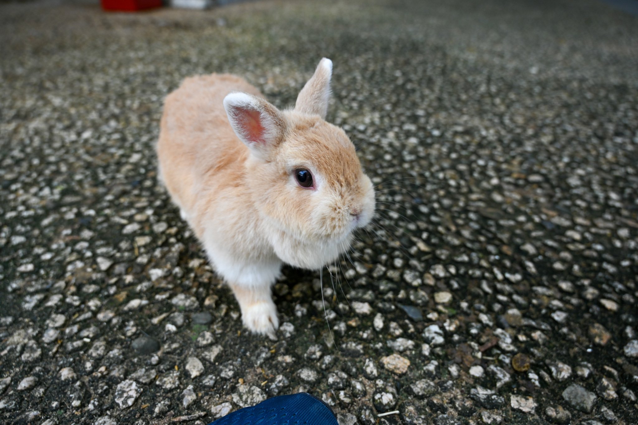 ネザーランドドワーフ みるくの写真 - DSC_2738.jpg