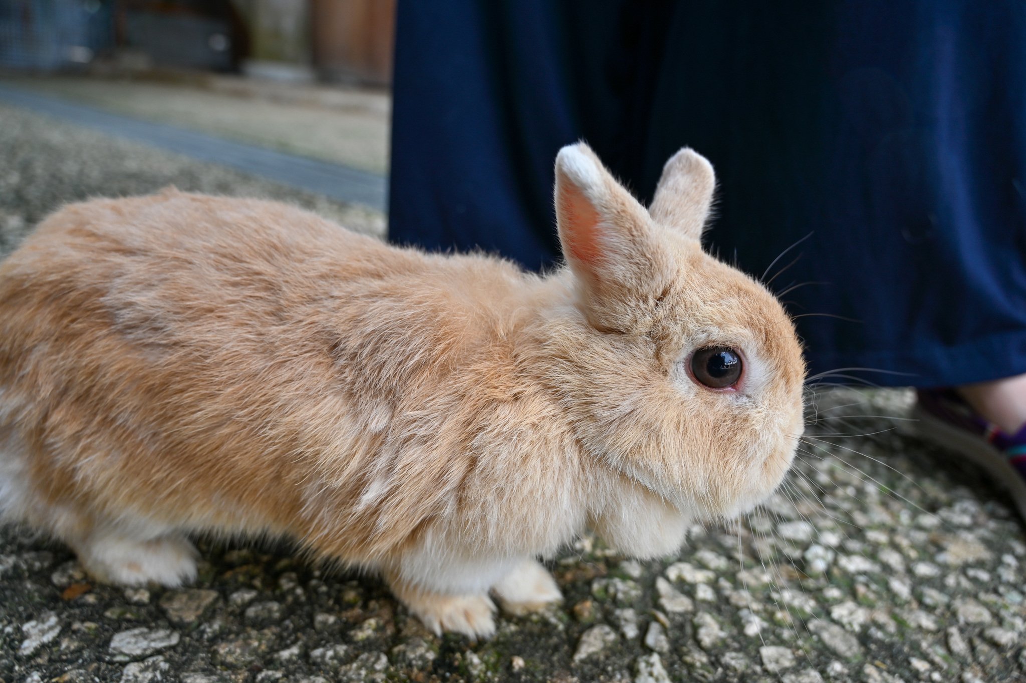 ネザーランドドワーフ みるくの写真 - DSC_2741.jpg