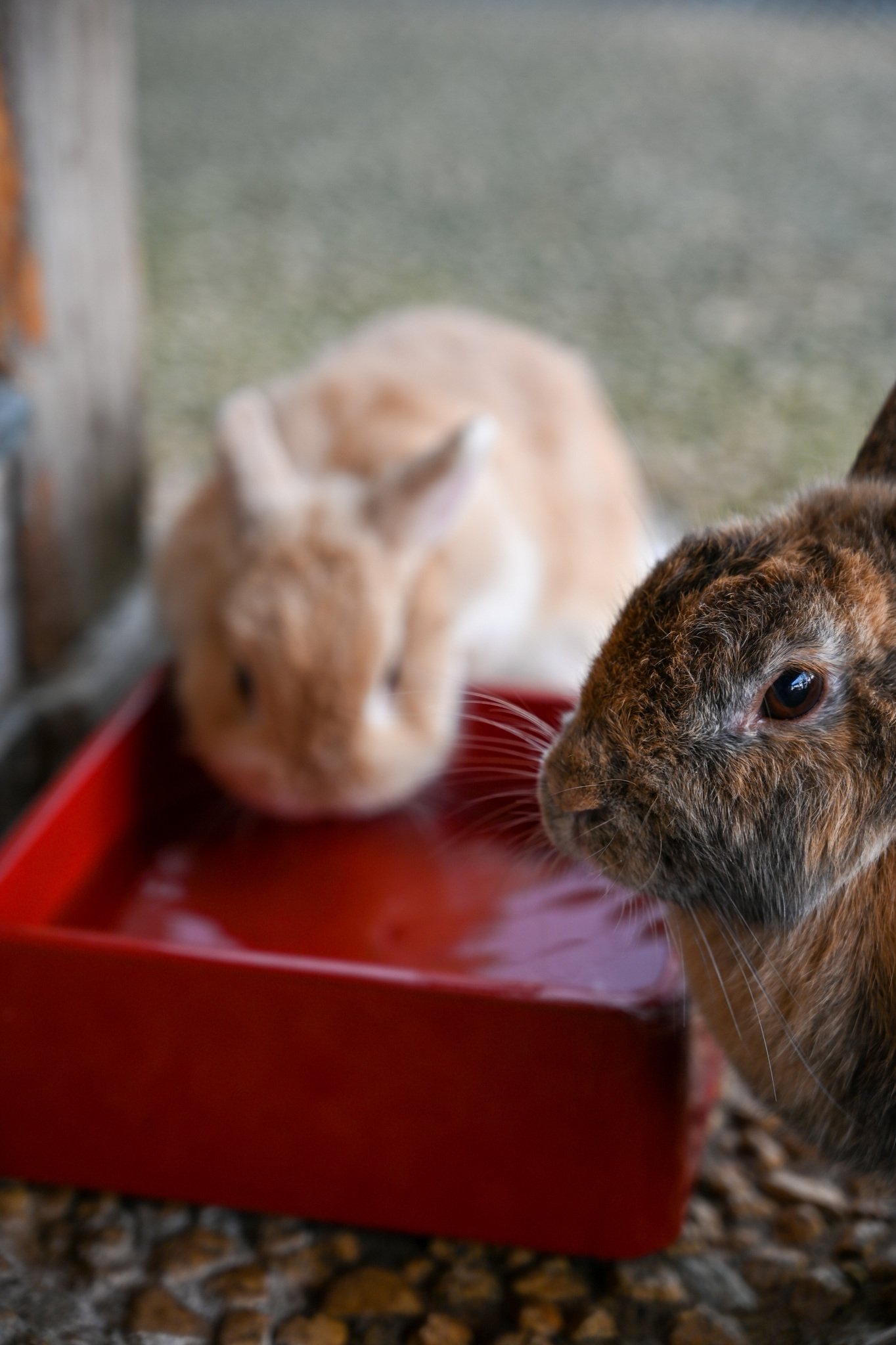 ネザーランドドワーフ みるくの写真 - DSC_2745.jpg