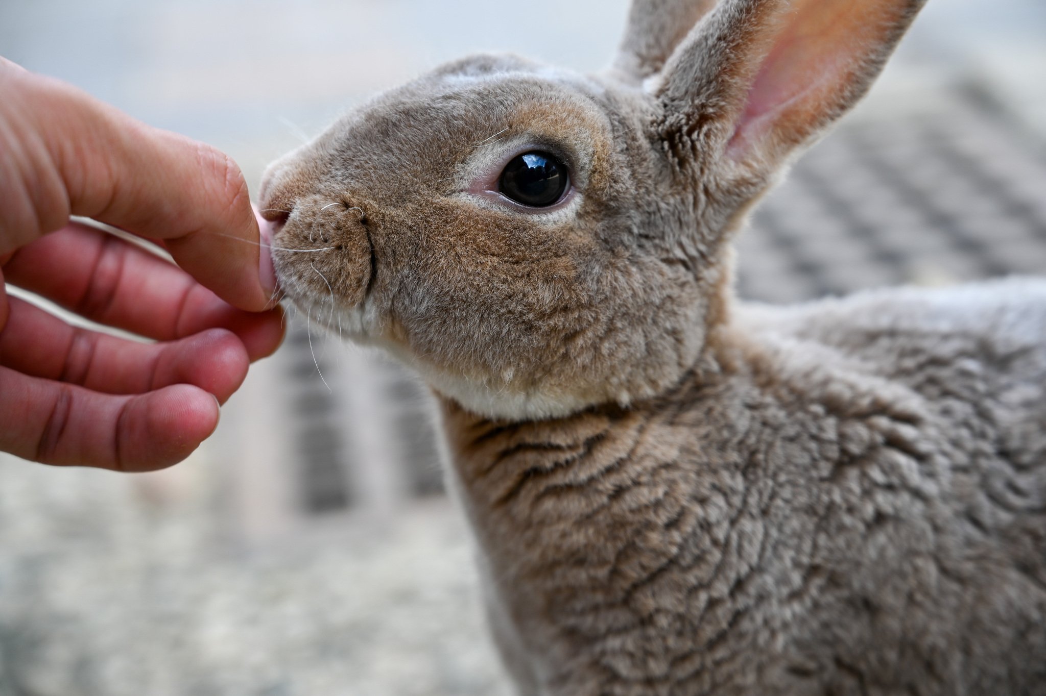 ネザーランドドワーフ みるくの写真 - DSC_2749.jpg