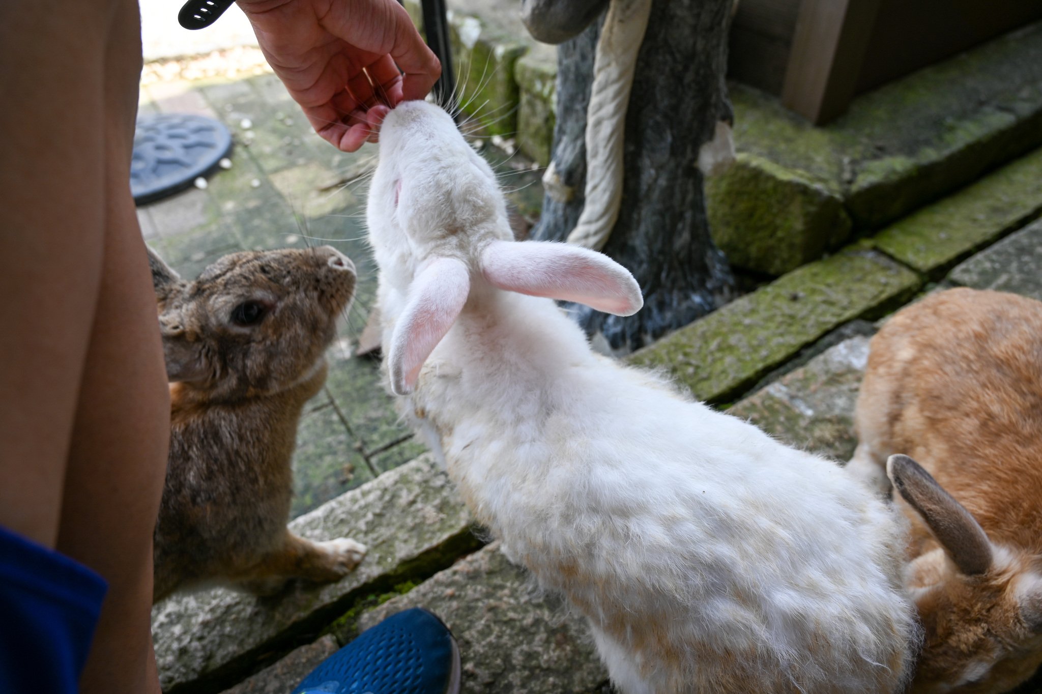 ネザーランドドワーフ みるくの写真 - DSC_2756.jpg