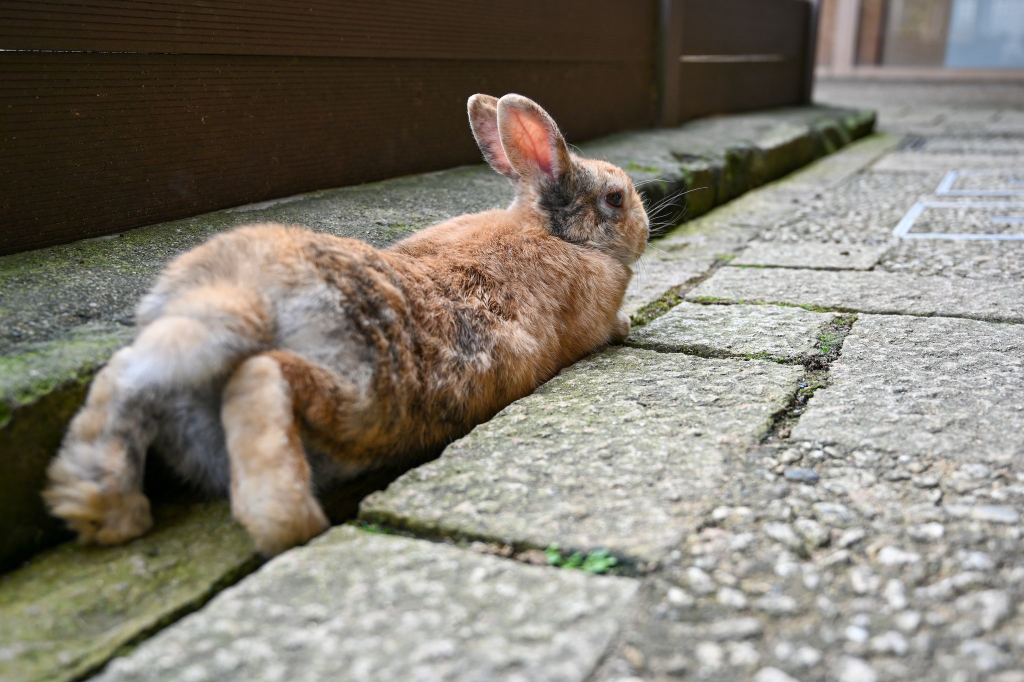 月うさぎの里へ行ってきました