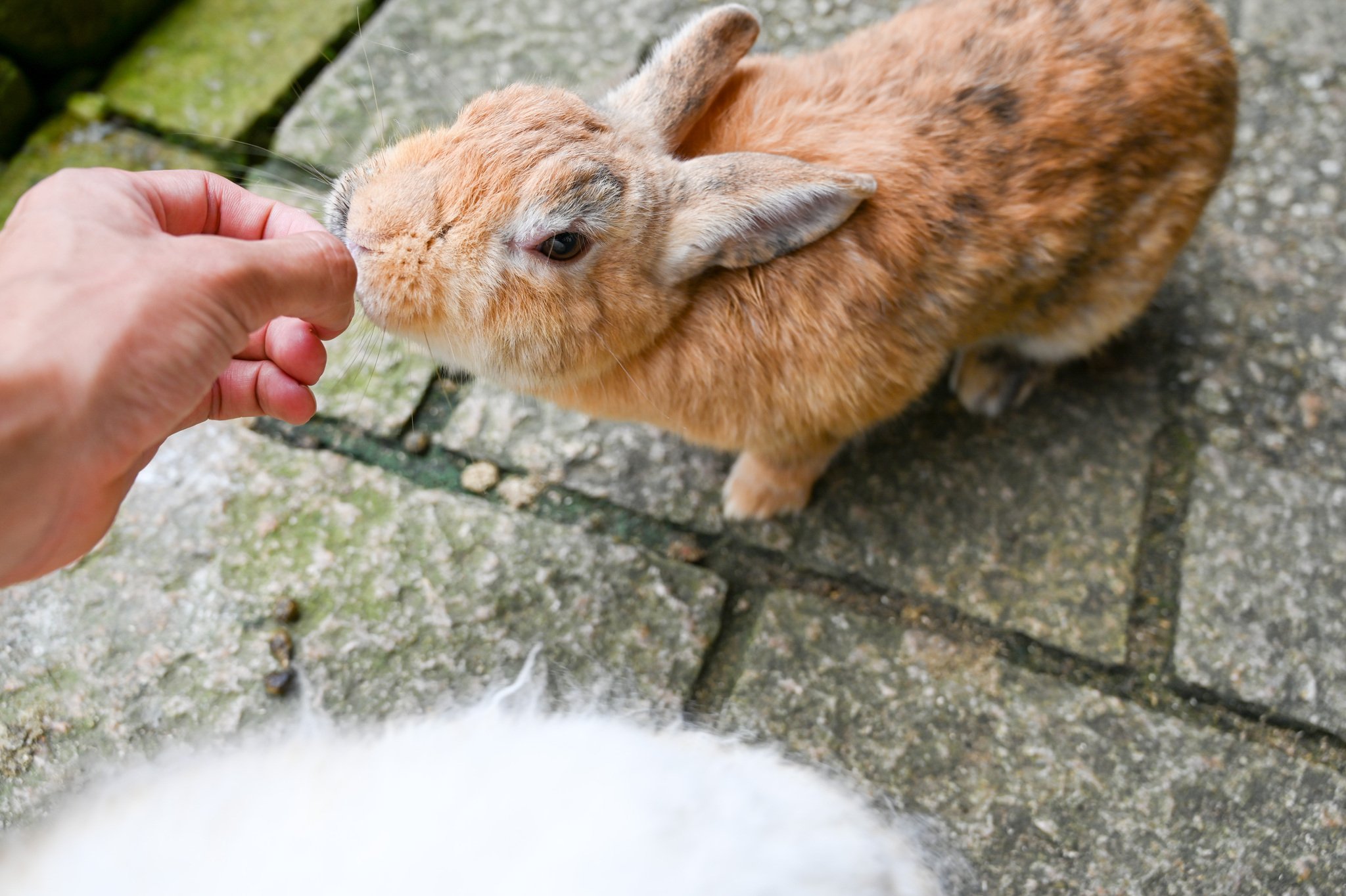 ネザーランドドワーフ みるくの写真 - DSC_2761.jpg