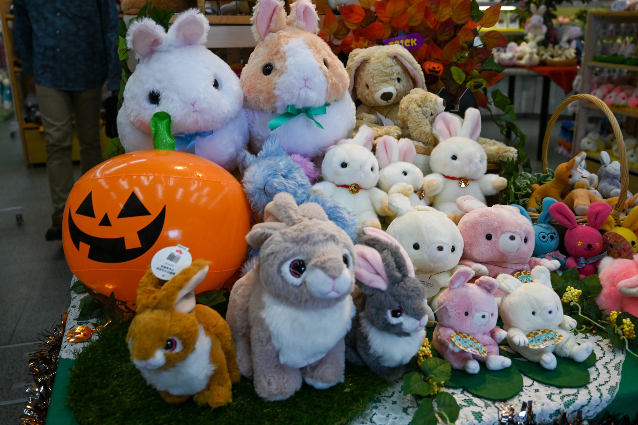 ネザーランドドワーフ みるくの写真 - DSC_2765.jpg