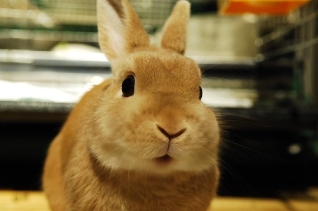 ネザーランドドワーフ みるくの写真 - DSC_4261.jpg