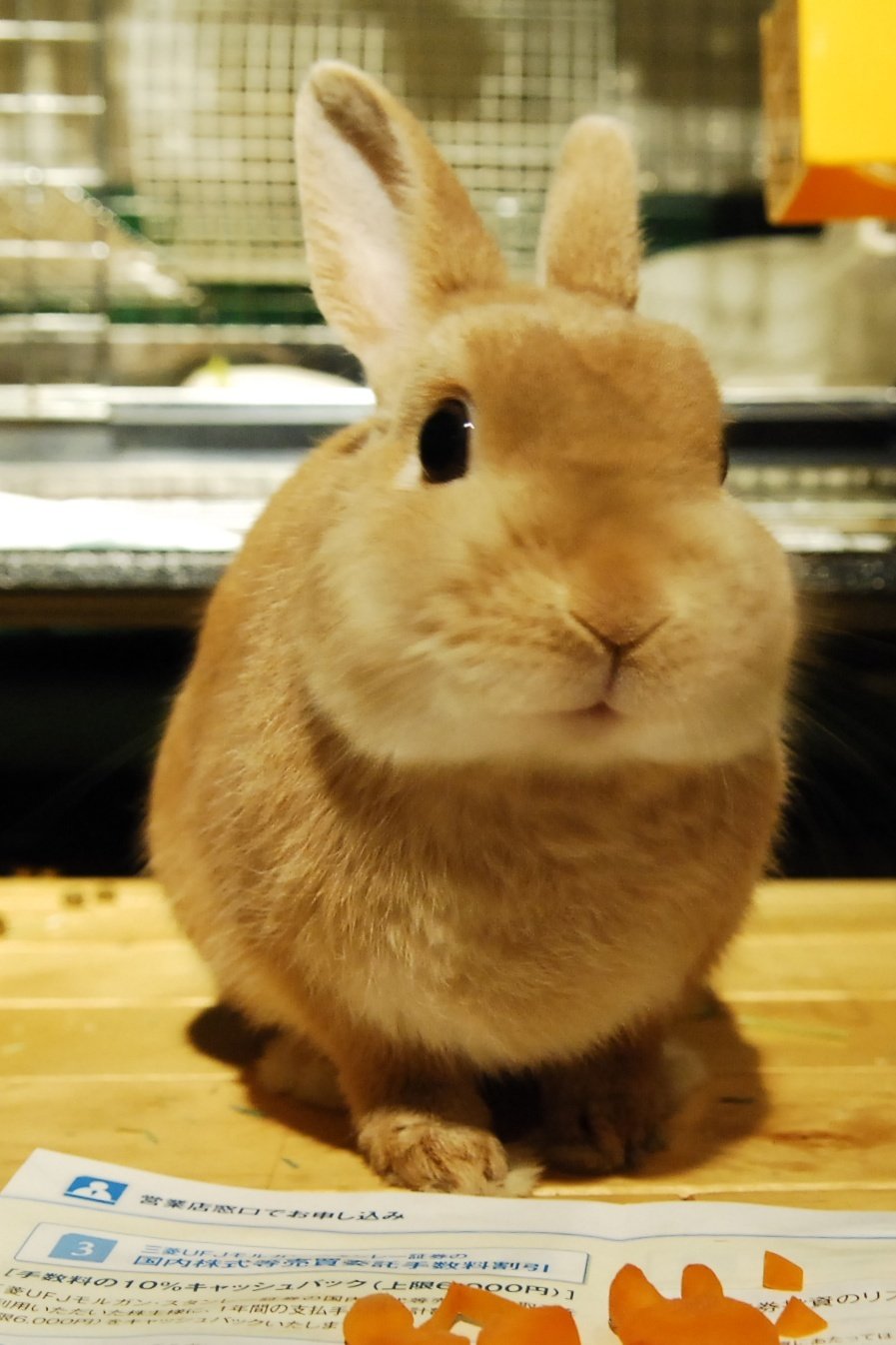 ネザーランドドワーフ みるくの写真 - DSC_4268.jpg