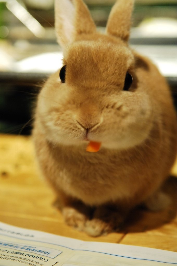 ネザーランドドワーフ みるくの写真 - DSC_4330.jpg