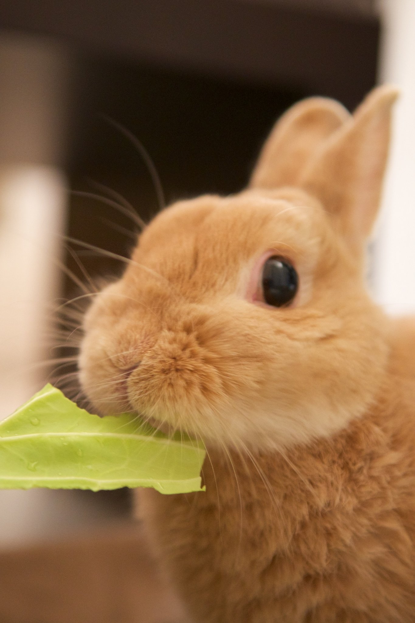 今日から木曜日までホテル暮らしだよ！