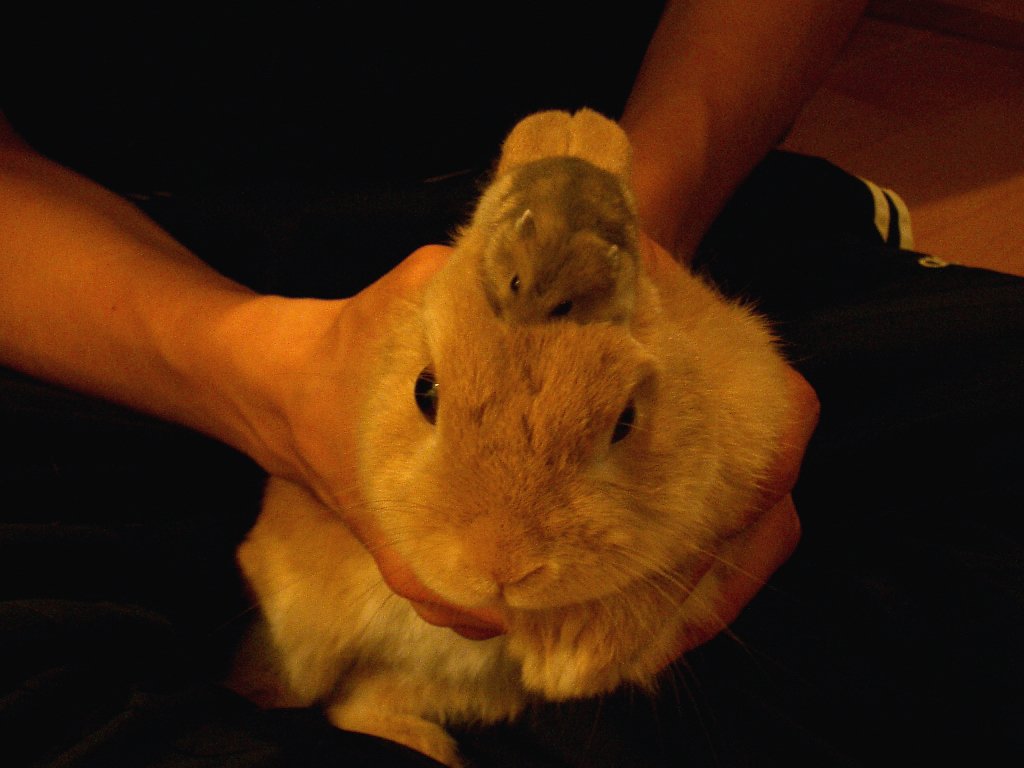 ネザーランドドワーフ みるくの写真 - IMGP0843.jpg