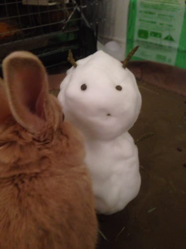 ネザーランドドワーフ みるくの写真 - IMG_3152-375x500.jpg