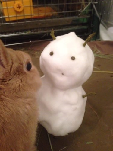 ネザーランドドワーフ みるくの写真 - IMG_3153-375x500.jpg