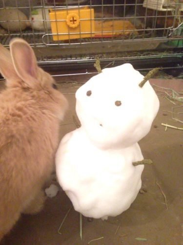 ネザーランドドワーフ みるくの写真 - IMG_3156-375x500.jpg