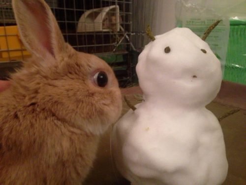 ネザーランドドワーフ みるくの写真 - IMG_3157-500x375.jpg