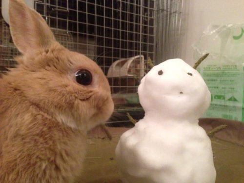 ネザーランドドワーフ みるくの写真 - IMG_3160-500x375.jpg