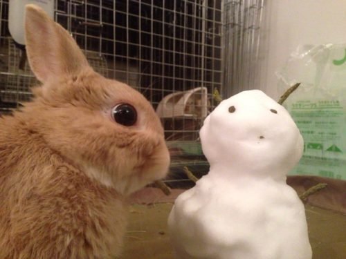 ネザーランドドワーフ みるくの写真 - IMG_3161-500x375.jpg