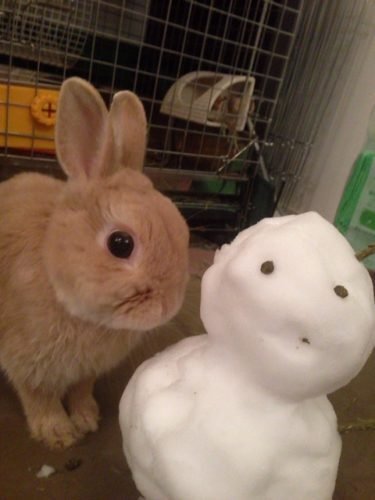 ネザーランドドワーフ みるくの写真 - IMG_3164-375x500.jpg