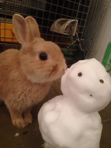 ネザーランドドワーフ みるくの写真 - IMG_3167-375x500.jpg