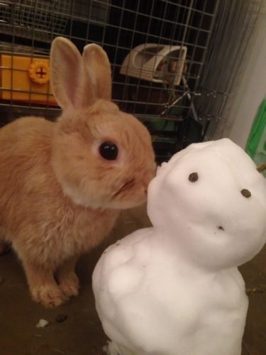 ネザーランドドワーフ みるくの写真 - IMG_3168-375x500.jpg