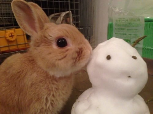 ネザーランドドワーフ みるくの写真 - IMG_3169-500x375.jpg