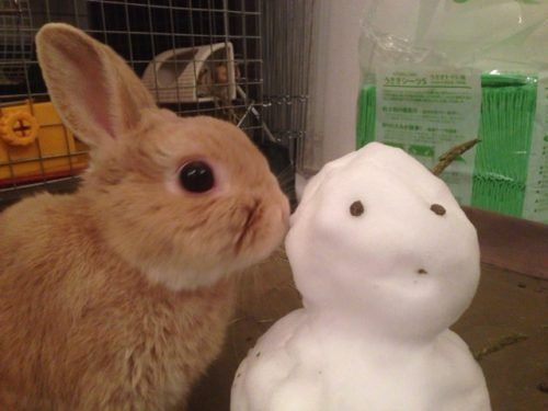 ネザーランドドワーフ みるくの写真 - IMG_3171-500x375.jpg