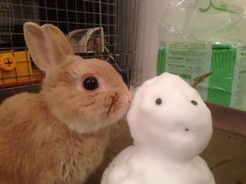 ネザーランドドワーフ みるくの写真 - IMG_3173-500x375.jpg