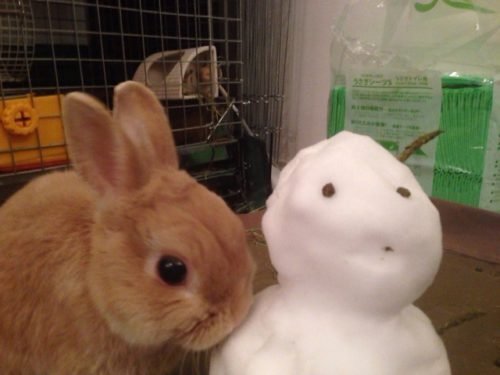 ネザーランドドワーフ みるくの写真 - IMG_3175-500x375.jpg