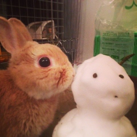 ネザーランドドワーフ みるくの写真 - IMG_3177.jpg