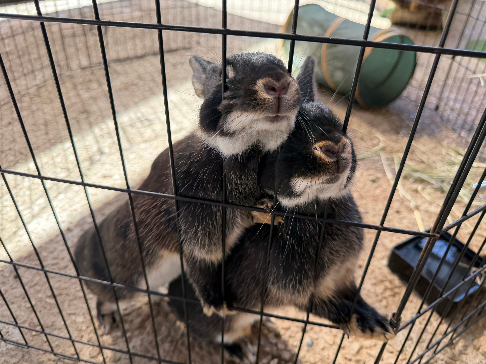 月うさぎの里への2回目の旅の思い出