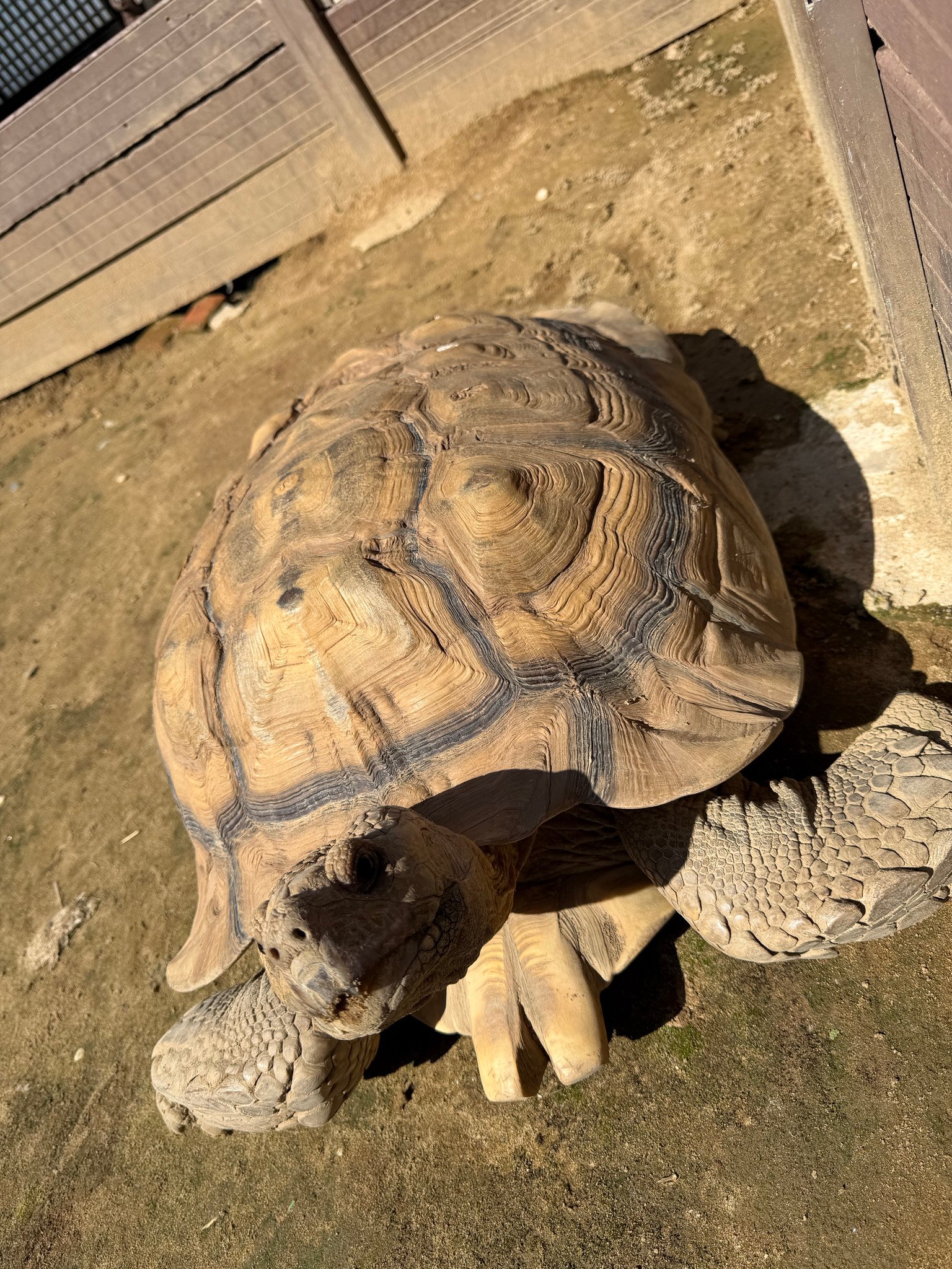 ネザーランドドワーフ みるくの写真 - IMG_5596.jpg