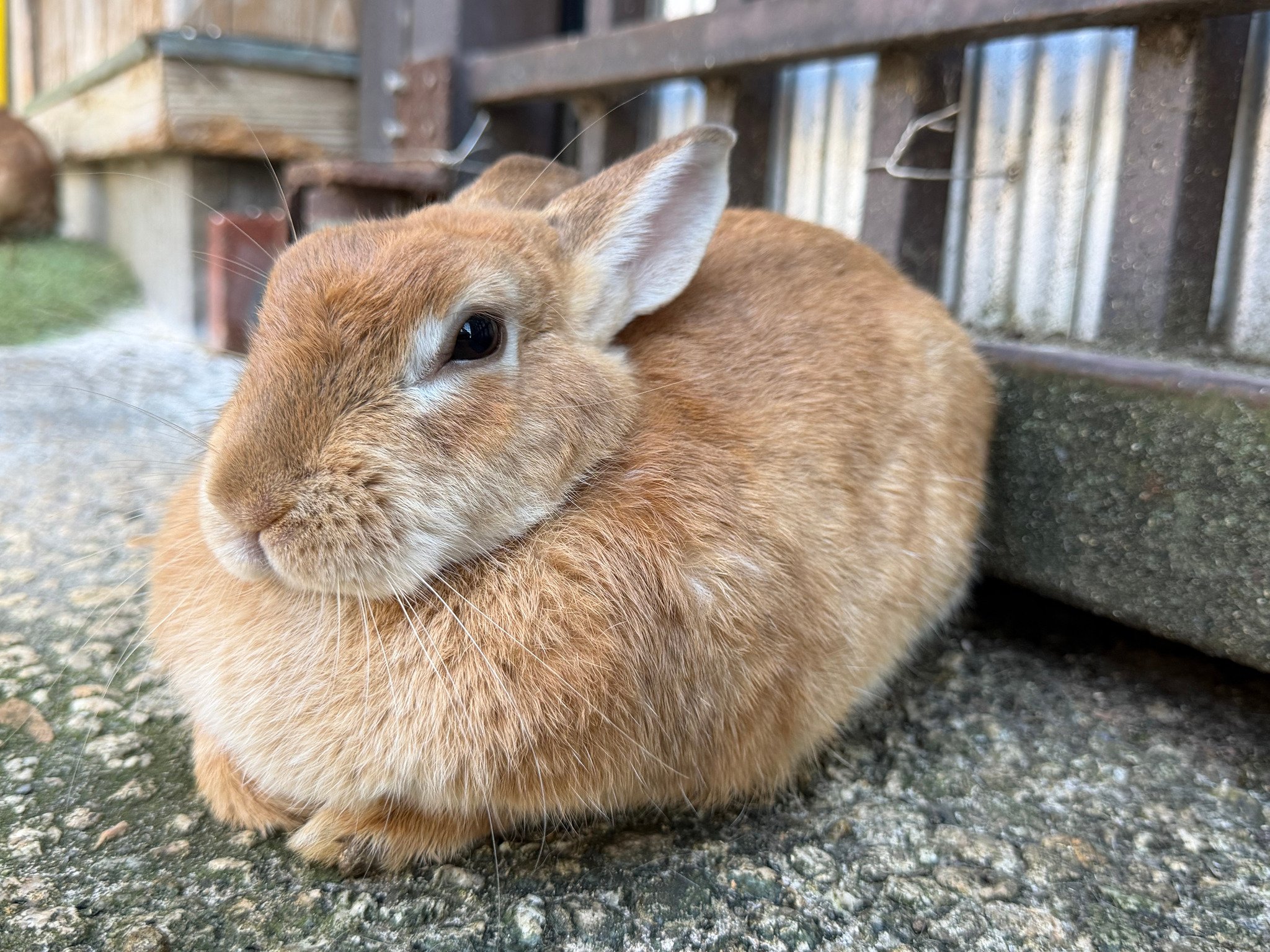 ネザーランドドワーフ みるくの写真 - IMG_5599.jpg