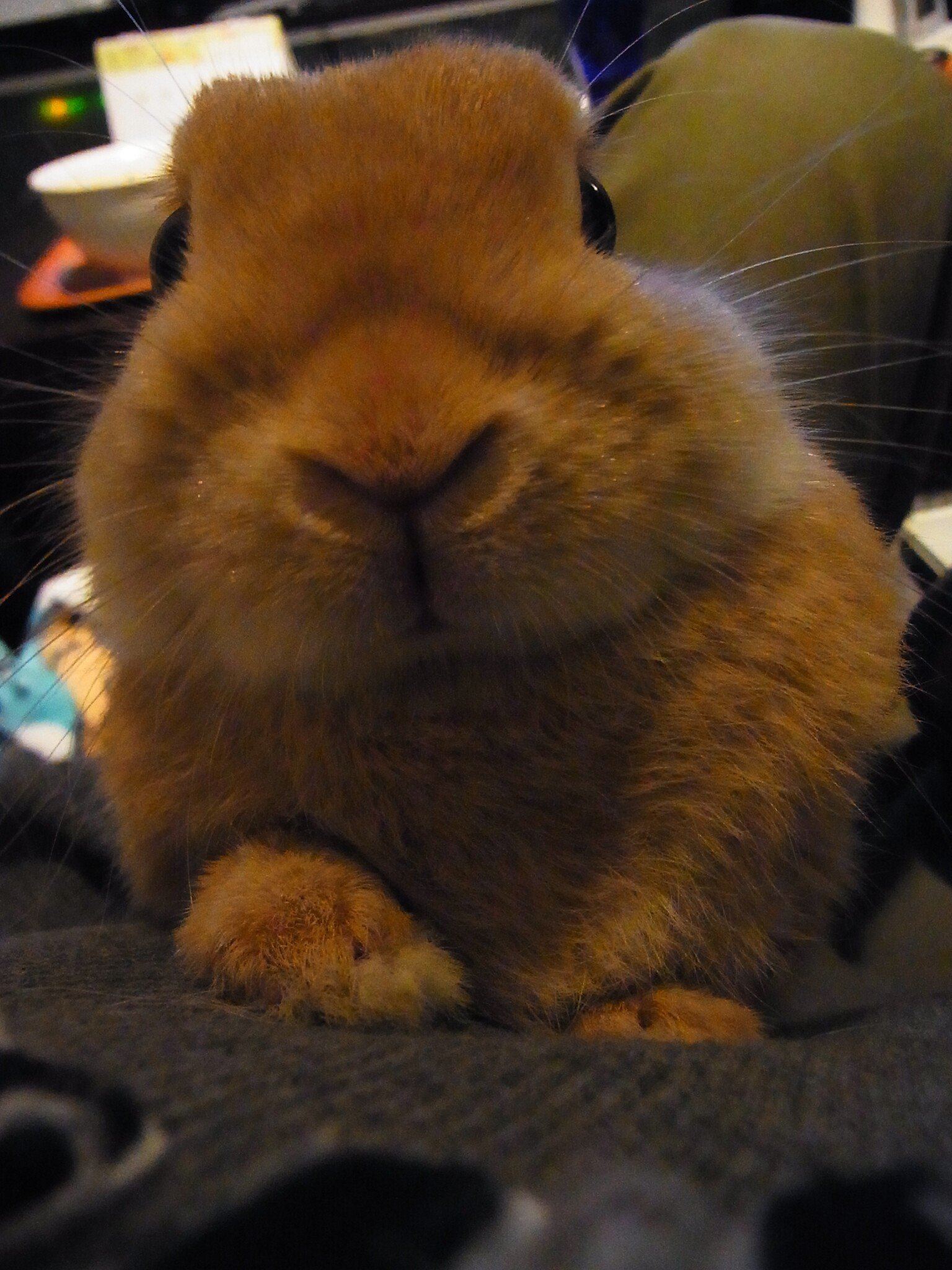 ネザーランドドワーフ みるくの写真 - RIMG0093-e1294876013603.jpg