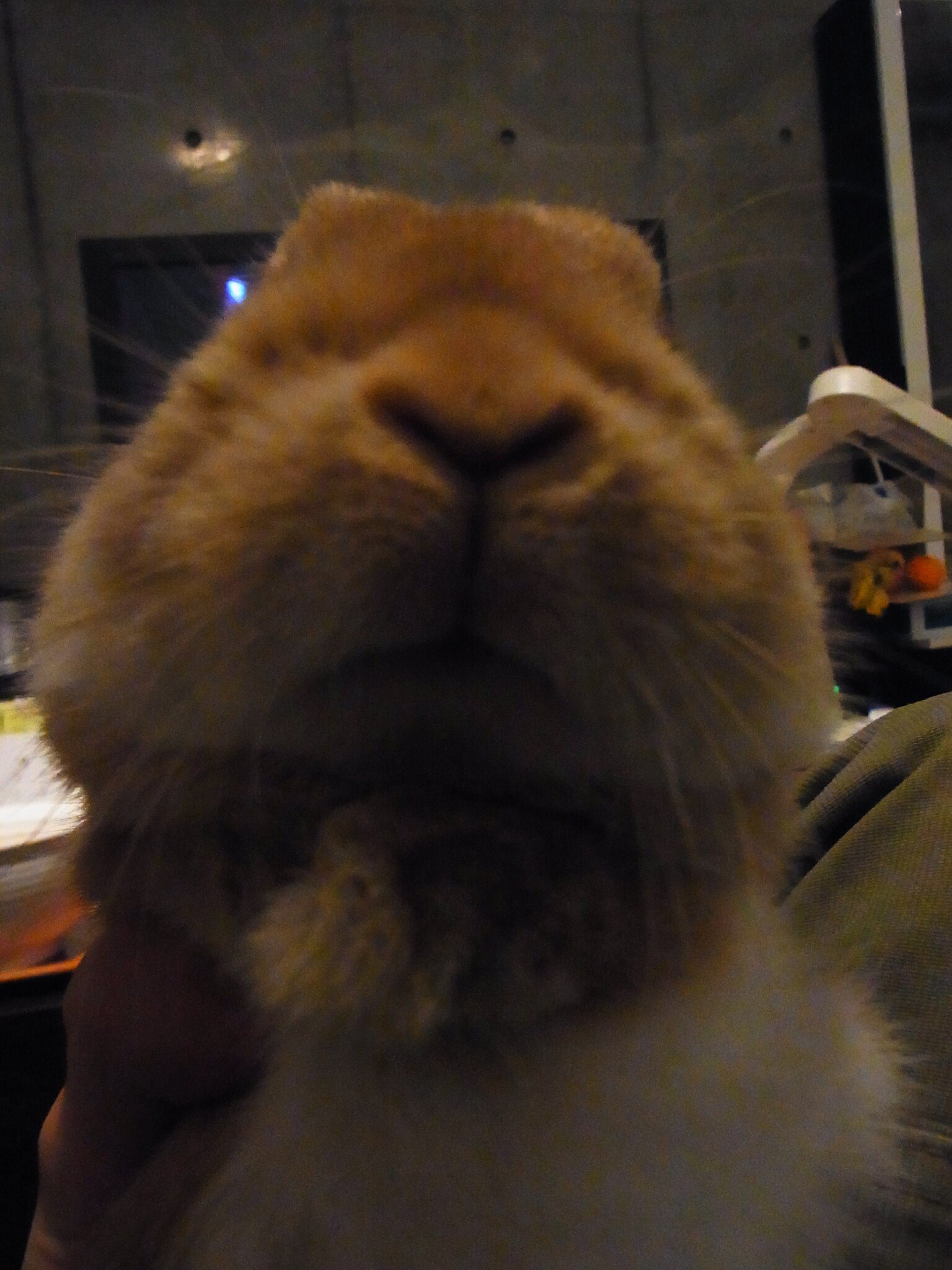 ネザーランドドワーフ みるくの写真 - RIMG0096-e1294876147516.jpg