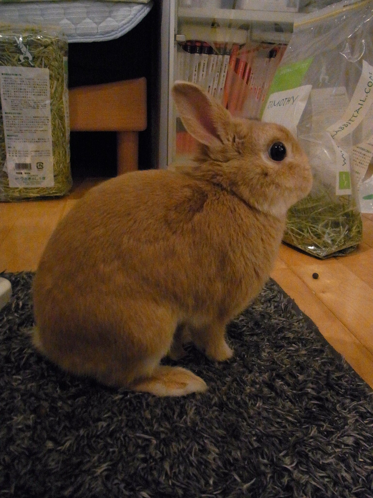 ネザーランドドワーフ みるくの写真 - RIMG0108-e1294876261139.jpg