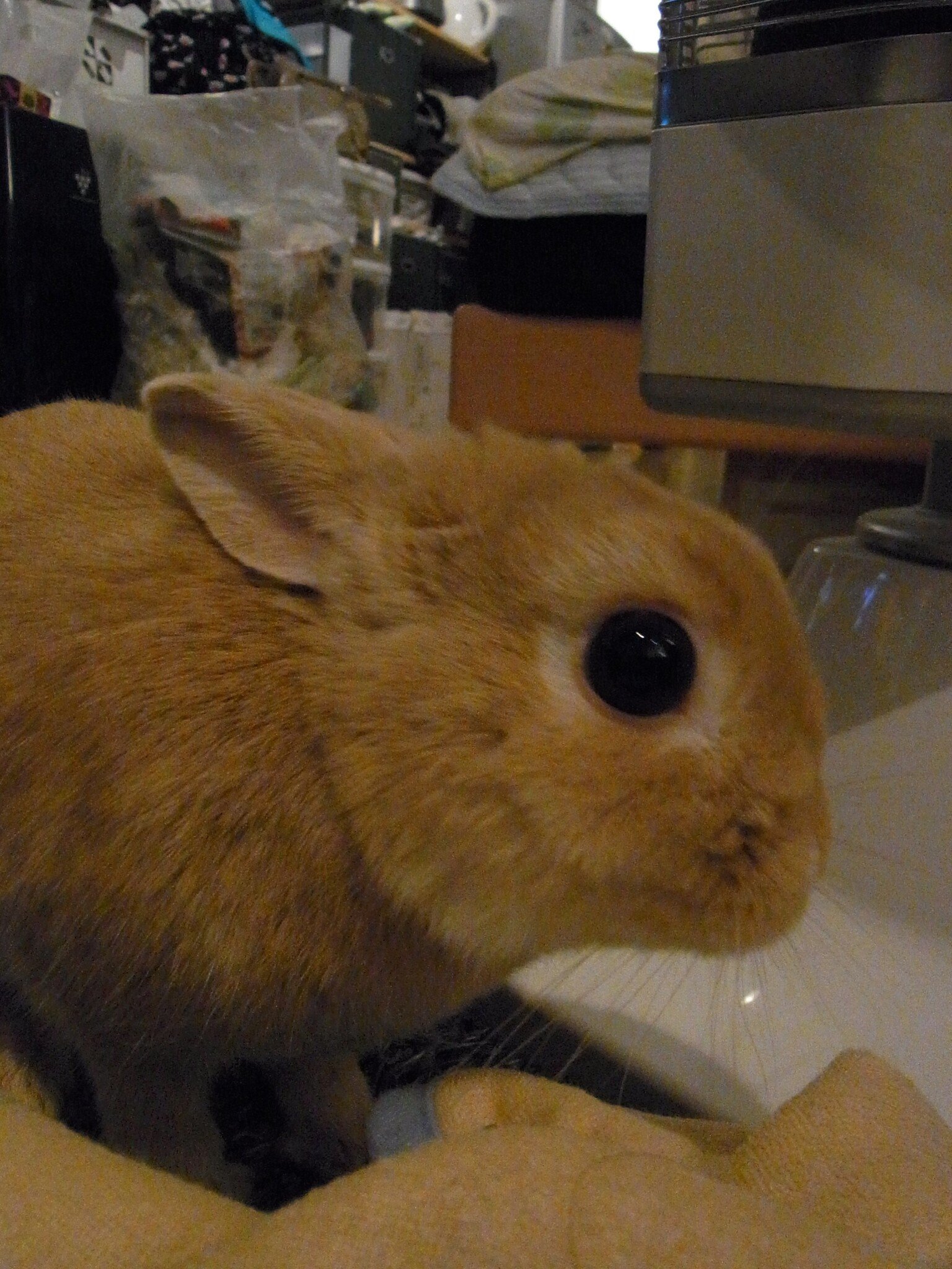 ネザーランドドワーフ みるくの写真 - RIMG0111-e1294876124772.jpg