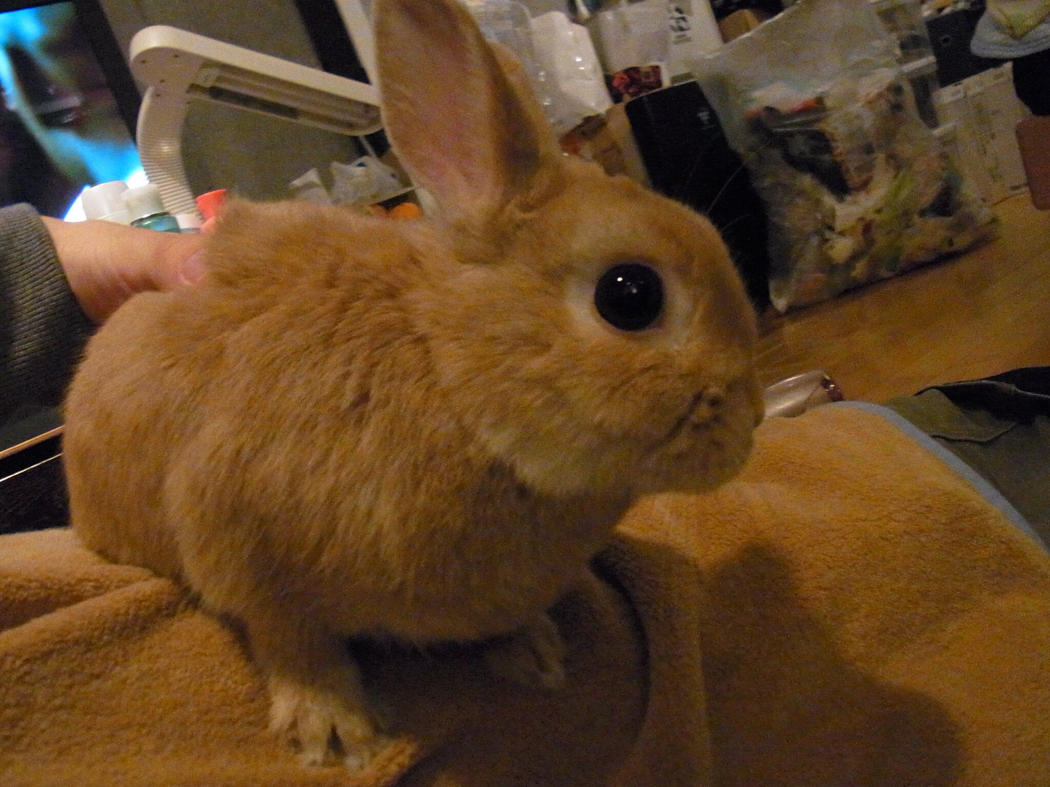 ネザーランドドワーフ みるくの写真 - RIMG0113.jpg