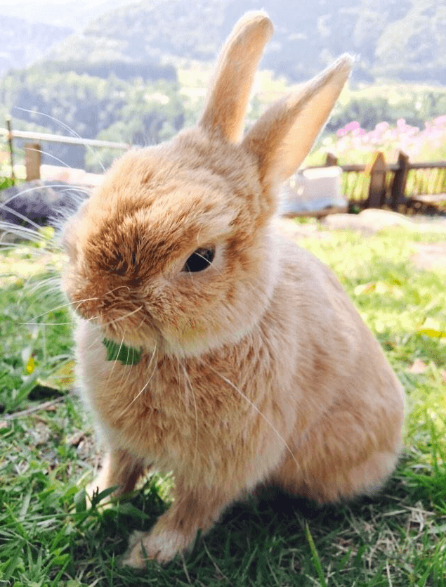 みるく、お月様へ