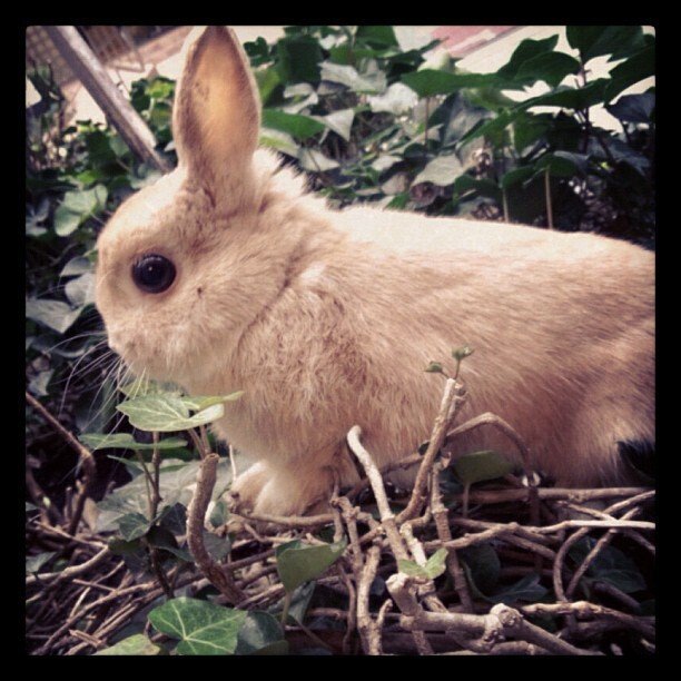 マンションのエントランスで野生化