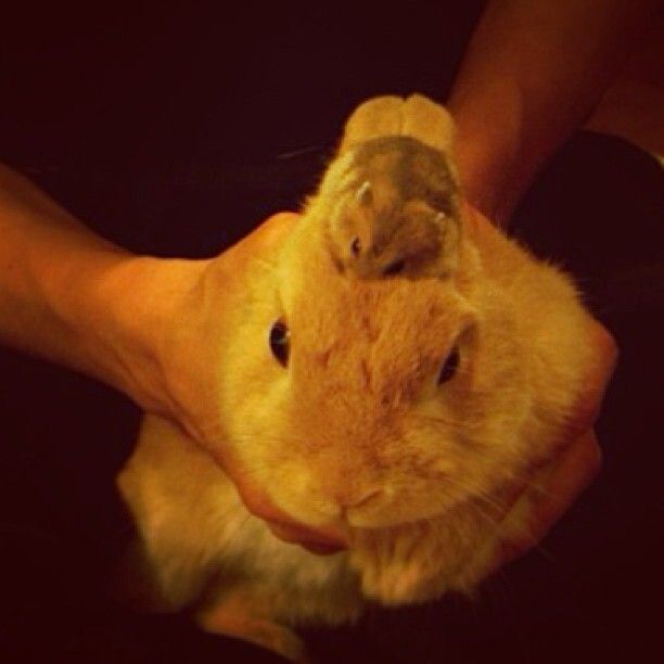 頭にハムスター乗せられて、激おこぷんぷんまるふぉい