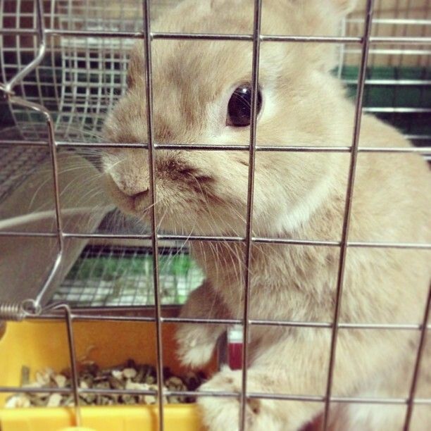 至福の時！換毛期もやっと落ち着いて来た！毎回、ハゲるのでは？と思うくらい抜けるー（≧∇≦）