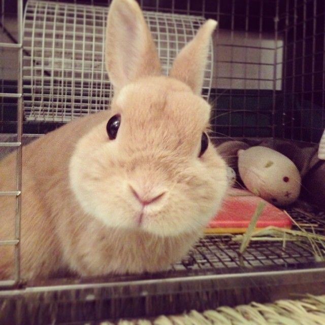 2014年もよろしくなっしー！