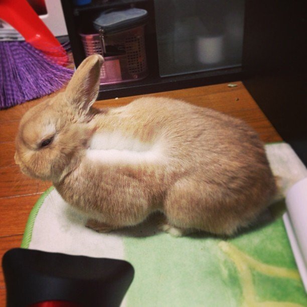 ドライヤーの風が本当に好きみたい。ケージに戻って欲しいのに、逆効果だった！